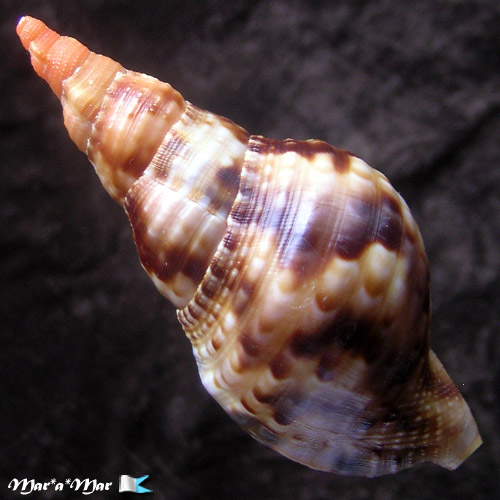 Charonia variegata (Lamarck, 1816) - Image 2