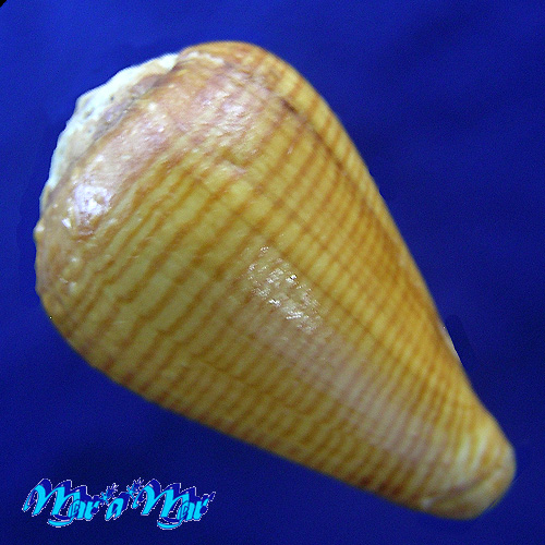 Alternative view of Conus (Lautoconus) eusebioi Schronherr, 2018