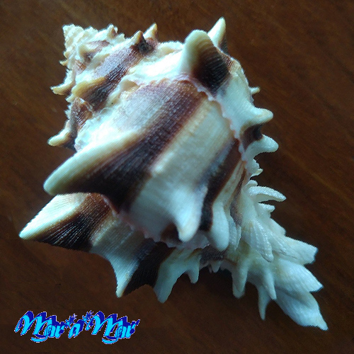 Phyllonotus brassica (Lamarck, 1822) - Image 2