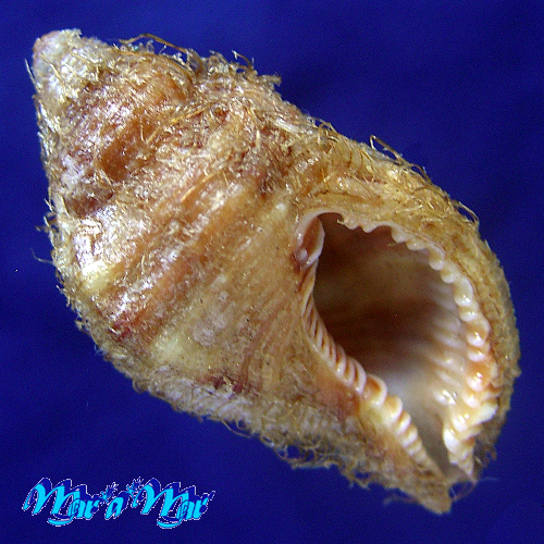 Monoplex martinianus Orbigny, 1845