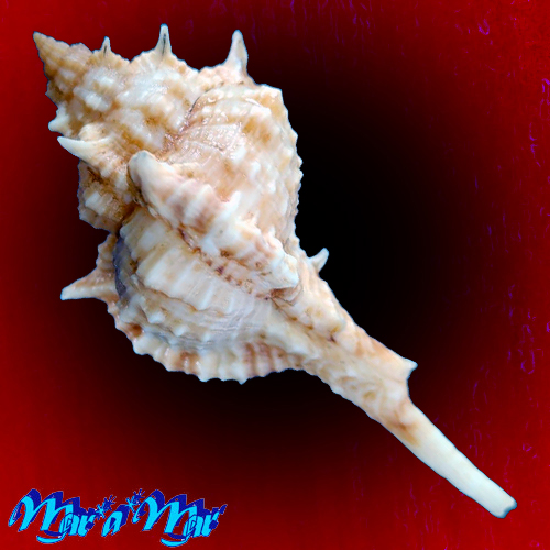 Alternative view of Siratus carolynae (Vokes, 1990)