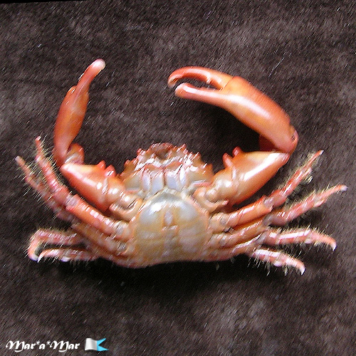 Alternative view of Mithrax sp. (Damitrax?)