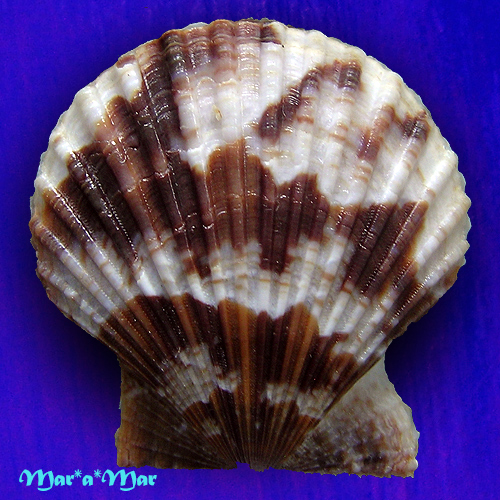 Chlamys fultoni (G. B. Sowerby III, 1904)