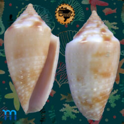 Conus (Jaspidiconus) icapui Petuch & Berschauer, 2018