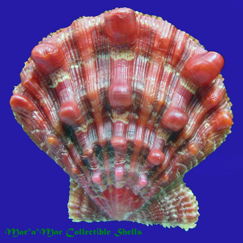 Nodipecten nodosus Linnaeus, 1758