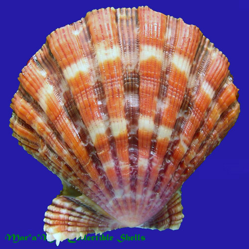 Nodipecten nodosus Linnaeus, 1758 - Image 2