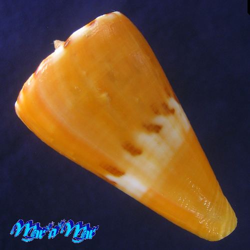 Alternative view of Conus riosi Petuch, 1986