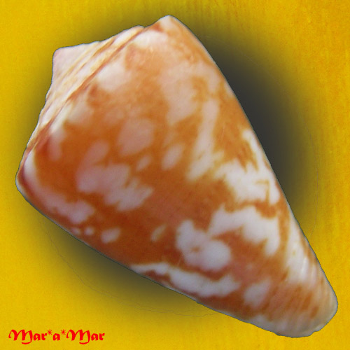 Alternative view of Conus (Poremskiconus) brasiliensis Clench, 1942