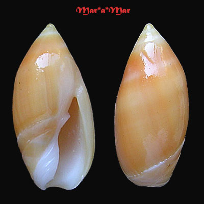 Ancilla matthewsi Burch & Burch, 1967