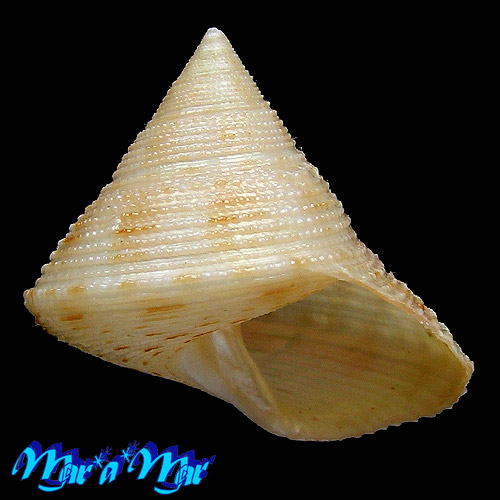 Calliostoma granulatum (Born, 1778)