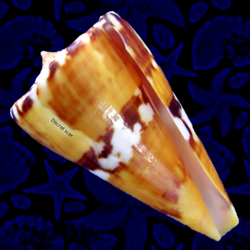 Conus riosi Petuch, 1986