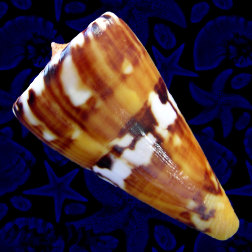 Alternative view of Conus riosi Petuch, 1986