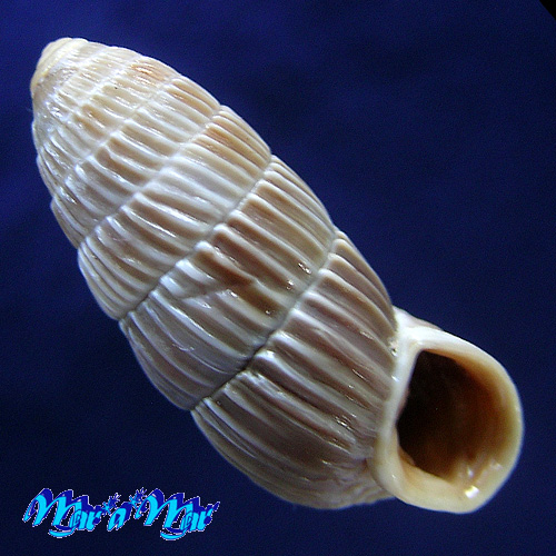 Cerion cylinariata (Maynard, 1920)