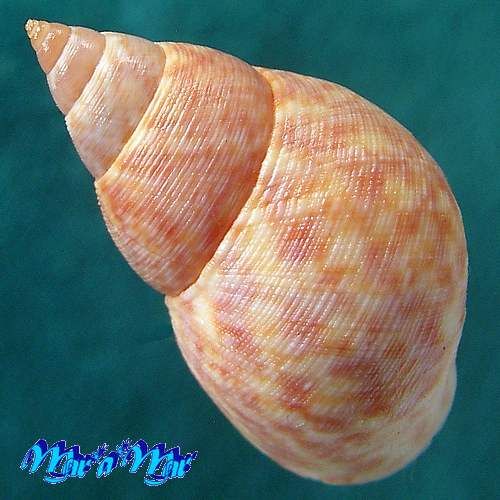 Alternative view of Littorina angulifera (Lamarck, 1822)