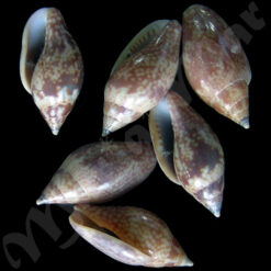 Nitidella nitida (Lamarck, 1822)