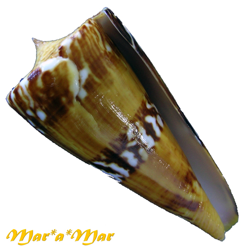 Conus riosi Petuch, 1986