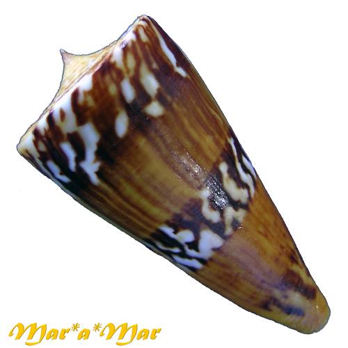 Alternative view of Conus riosi Petuch, 1986