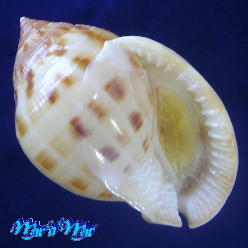 Semicassis granulata peristephes P. & McGinty, 1939