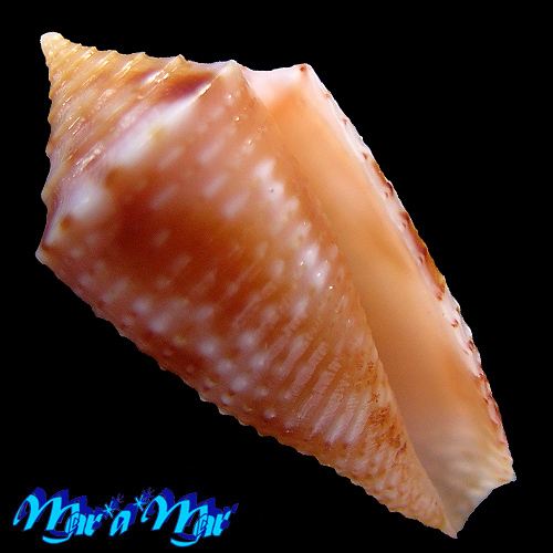 Conus sp.
