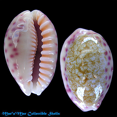 Cypraea (Ovatipsa) chinensis variolaria Lamarck, 1811