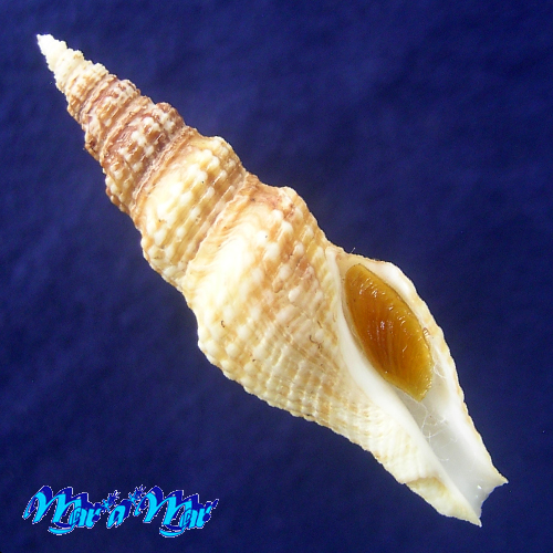 Hindsiclava resina (Dall, 1908)