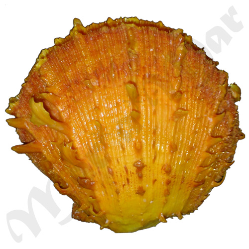 Spondylus ictericus Reeve, 1856