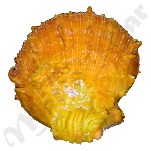 Spondylus ictericus Reeve, 1856 - Image 2