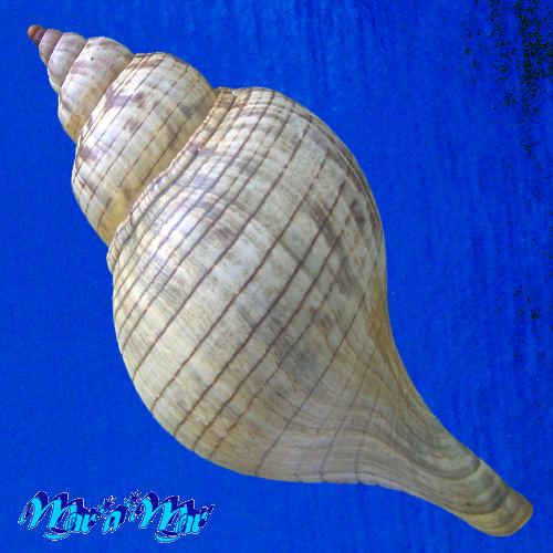 Alternative view of Fasciolaria tulipa hollisteri Weisbord, 1962