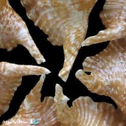 Strombus gallus Linnaeus, 1758*