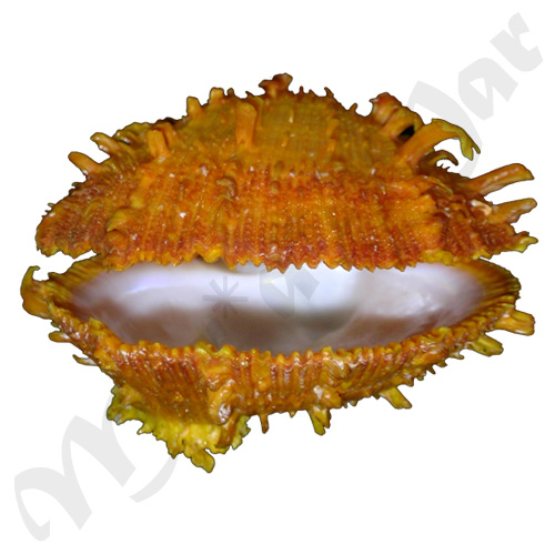 Spondylus ictericus Reeve, 1856 - Image 3