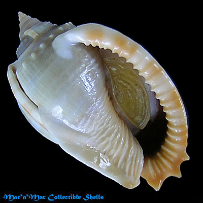 Phalium glaucum (Linnaeus, 1758)