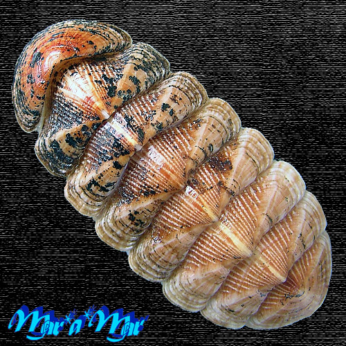 Chaetopleura angulata Spengler,1797