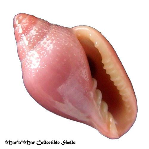 Eratoidea hematita (Kiener, 1834)