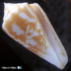 Conus tostesi Petuch, 1986