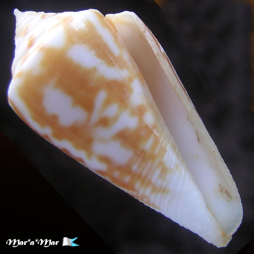 Conus tostesi Petuch, 1986
