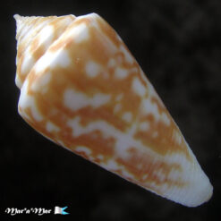 Conus tostesi Petuch, 1986 - Image 2