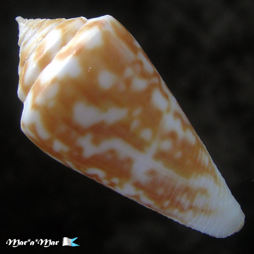 Conus tostesi Petuch, 1986 - Image 2