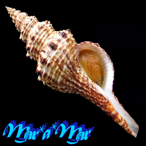 Goniofusus brasiliensis (Grabau, 1904)