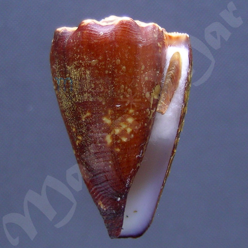 Conus brunneus Wood, 1828