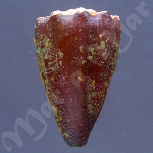 Conus brunneus Wood, 1828 - Image 2