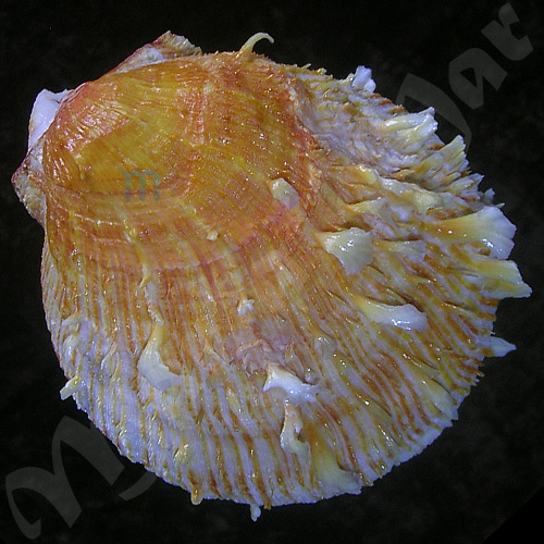 Spondylus ictericus Reeve, 1856