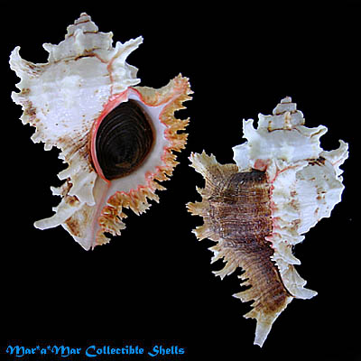 Chicoreus ramosus (L., 1758)