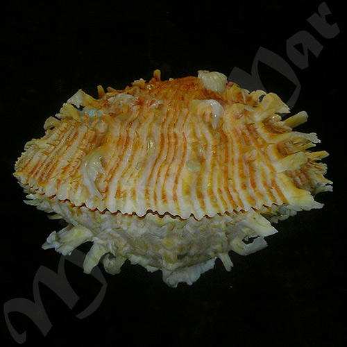 Spondylus ictericus Reeve, 1856 - Image 2