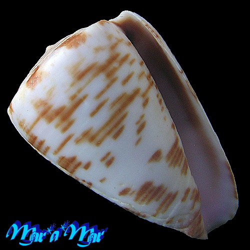 Conus pseudonivifer Monteiro,Tenorio & Poppe, 2004
