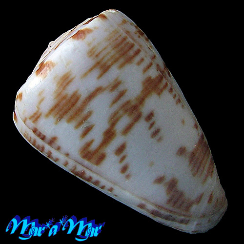 Alternative view of Conus pseudonivifer Monteiro,Tenorio & Poppe, 2004