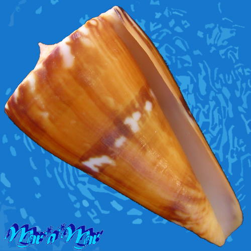 Conus riosi Petuch, 1986