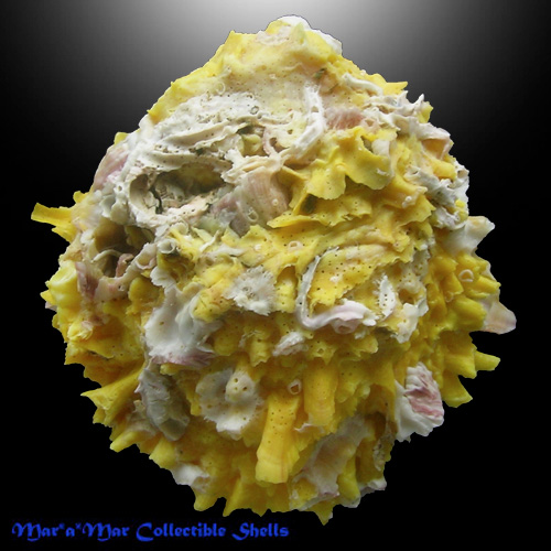 Chama macerophylla (Gmelin, 1791) - Image 2