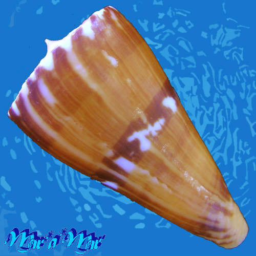 Alternative view of Conus riosi Petuch, 1986