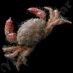 Pilumnus cf. floridanus (Stimpson, 1871) - Imagem 2