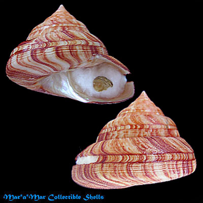 Perotrochus atlanticus Rios & Matthews, 1968